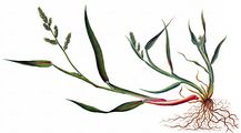 Cockspur - Echinochloa crus-galli (L.) P. Beauv.