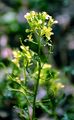 Hairy Rocket - Erucastrum gallicum (Willd.) O. E. Schulz