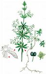 Acker-Labkraut - Galium spurium L. 
