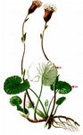 Filziger Alpenlattich - Homogyne discolor (Jacq.) Cass. 