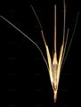 Meadow Barley - Hordeum secalinum Schreb.
