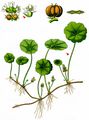 Marsh Pennywort - Hydrocotyle vulgaris L.