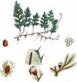 Tunbridge Filmy-Fern - Hymenophyllum tunbrigense (L.) Sm.