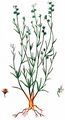 Acker-Leinkraut - Linaria arvensis (L.) Desf.