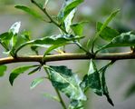 Duke Of Argyll's Teaplant - Lycium barbarum L.