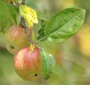 Orchard Apple - Malus pumila Mill.