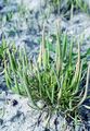 Mousetail - Myosurus minimus L.