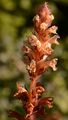 Ivy Broomrape - Orobanche hederae Duby