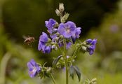Jacob's-Ladder - Polemonium caeruleum L.