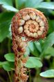 Soft Shield-Fern - Polystichum setiferum (Forssk.) Woyn.