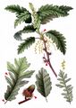 Turkey Oak - Quercus cerris L.