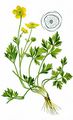 Creeping Buttercup - Ranunculus repens L.