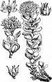 Roseroot - Rhodiola rosea L.
