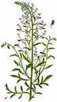 Hunds-Braunwurz - Scrophularia canina L. 