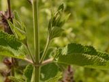 Alpen-Ziest - Stachys alpina L.
