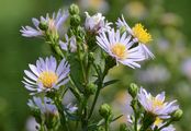 Glaucous Michaelmas-Daisy - Symphyotrichum laeve (L.) Á. Löve & D. Löve