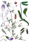 Zierliche Wicke - Vicia parviflora Cav. 