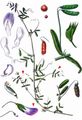 Smooth Tare - Vicia tetrasperma (L.) Schreb.