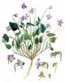 Hain-Veilchen - Viola riviniana Rchb.