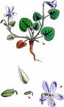 Sand-Veilchen - Viola rupestris F. W. Schmidt 