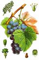 Grape-Vine - Vitis vinifera L.
