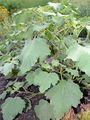 Oriental Cocklebur - Xanthium orientale L.