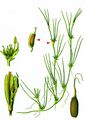 Horned Pondweed - Zannichellia palustris L.