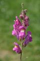 Snapdragon - Antirrhinum majus L.