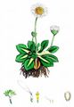 Mehrjähriges Gänseblümchen - Bellis perennis L.
