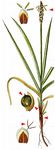 Felsen-Segge - Carex rupestris All. 