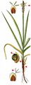 Rock Sedge - Carex rupestris All.