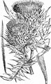 Wollköpfige Kratzdistel - Cirsium eriophorum (L.) Scop.