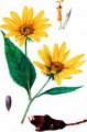 Jerusalem Artichoke - Helianthus tuberosus L.