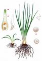 Quillwort - Isoetes lacustris L.
