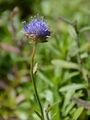 Shepherd's Scabious - Jasione laevis Lam.
