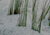 Blaugrüne Binse - Juncus inflexus L.