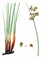 Sea Rush - Juncus maritimus Lam.