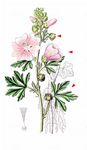 Rosen-Malve - Malva alcea L. 