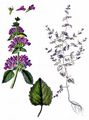 Water Mint - Mentha aquatica L.