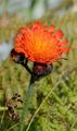 Orangerotes Habichtskraut - Pilosella aurantiaca (L.) F. W. Schultz & Sch. Bip.