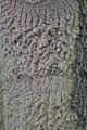 Turkey Oak - Quercus cerris L.