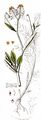 Great Yellow-Cress - Rorippa amphibia (L.) Besser