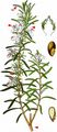 Echter Rosmarin - Rosmarinus officinalis L. 