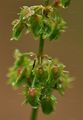 Broad-Leaved Dock - Rumex obtusifolius L.
