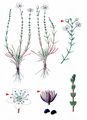 Knotted Pearlwort - Sagina nodosa (L.) Fenzl
