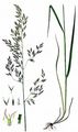 Tall Fescue - Schedonorus arundinaceus (Schreb.) Dumort.