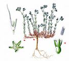 Perennial Knawel - Scleranthus perennis L.