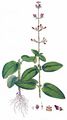 Green Figwort - Scrophularia umbrosa Dumort.