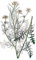 Tall Rocket - Sisymbrium altissimum L.
