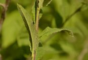 Perennial Rocket - Sisymbrium strictissimum L.